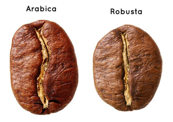 Arabica und Robusta Bohnen