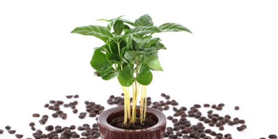 Kaffee selbst anbauen - So gelingt die Aufzucht einer eigenen Kaffeepflanze